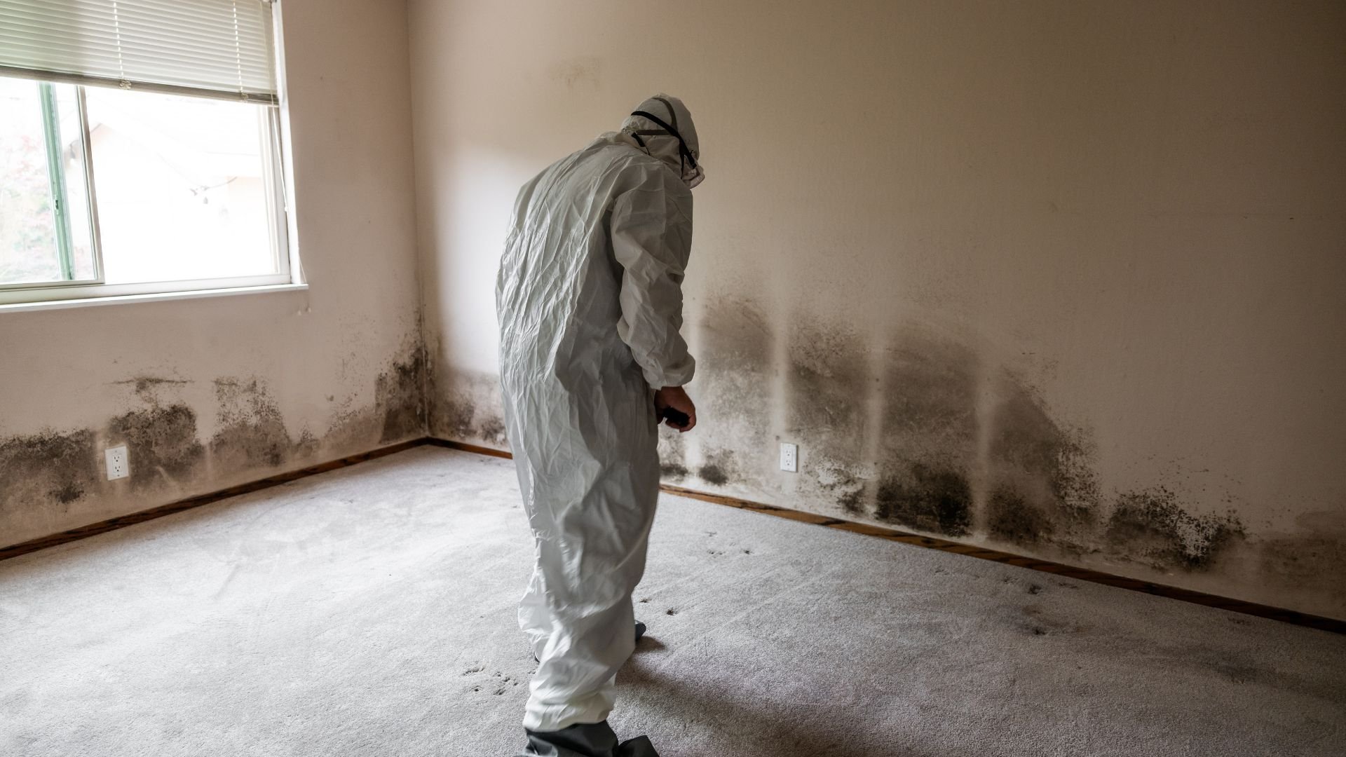 Person in protective suit examining extensive black mold on wall